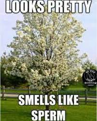 Pin By Melanie Mcdaniel On Memes Flowering Pear Tree Ornamental Trees Deciduous Trees