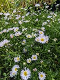 Image result for Erigeron karvinskianus