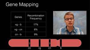 Genes that are less than 50% recomb. Genetic Recombination And Gene Mapping Youtube