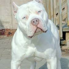 Pitbull Terrier Black And Blue Eyes Dogs Look How Beautiful This Pitt Bull S Blue Eyes Are Taken From Facebook Credit Midwaymonstaz Dogs Pitbull Terrier Cute Animals