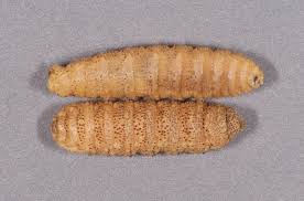 Common Cattle Grub Texas A M Department Of Entomology