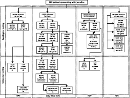 A Flow Chart Detailing The Viral Hepatitis Serological