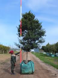 Image result for Afrocarpus