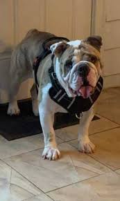 Are you interested in preparing a dog for a forever home? Petfinder English Bulldog The Y Guide