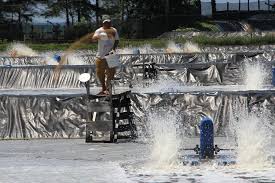 Percontohan Tambak Klaster Budi Daya Udang Vaname Di Cianjur
