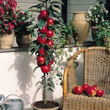 We did not find results for: Buy Minature Patio Fruit Trees Collection J Parkers