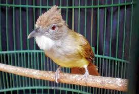 Sebenarnya burung bertubuh mungil ini merupakan burung yang dilindungi pemerintah, tapi saat ini yang kedua dari jenis burung kancilan dan populer memiliki suara nyaring adalah burung kancilan emas. Download Suara Cucak Jenggot Nembak Kasar Gacor Mp3