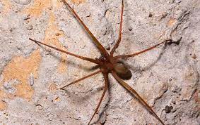 Rely on us for all your pest control needs. What Attracts Brown Recluse To My Home Spider Prevention Tips