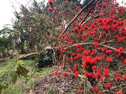 Image result for Silene abyssinica