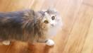 Siberian cat price - how much do Siberian cats cost ...