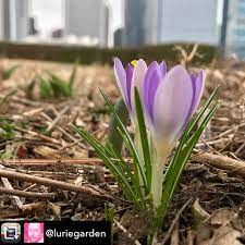 Pin On Crocus
