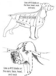 Spaniel Grooming Diagram Dog Grooming Tools Dog Grooming