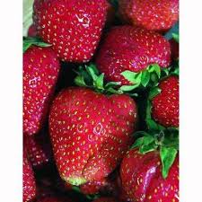 Vegetable Plants Edible Garden The Home Depot In 2020 Everbearing Strawberries Strawberry Plants Strawberry Varieties