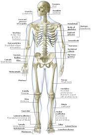 Also, the human skeleton has a number of functions such as supporting weight and protecting furthermore, we can locate them in ankle joints, and wrist. 2