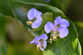 Image result for Commelina capitata