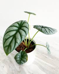 Christian On Instagram Alocasia Silver Dragon With Its Dragon Scale Like Foliage And Hues Of Silver And B Cool Plants Perfect Plants Alocasia Plant