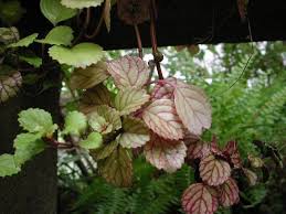 Image result for Plectranthus verticillatus
