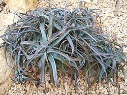 Image result for Aloe luapulana