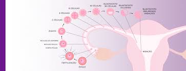 Significado de concepção no dicio, dicionário online de português. O Que E Implantacao Embrionaria Ou Nidacao Clinica Reproduce
