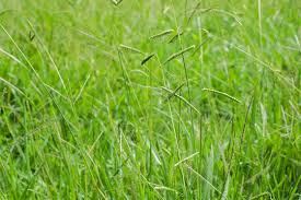 Image result for Paspalum vaginatum