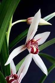 Cymbidium Koh Hou Amazing Flowers Beautiful Orchids Beautiful Flowers