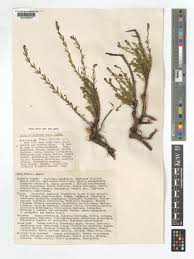 Image result for Exotheca