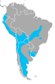 El gato colocolo, gato montés o de pajonal, es uno de los 5 felinos salvajes que habitan en chile. Leopardus Colocolo Wikipedia La Enciclopedia Libre