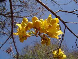 Image result for Senna singueana