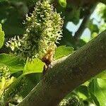 Image result for Morus indica