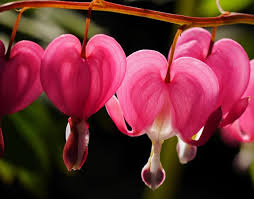 Maybe you would like to learn more about one of these? Top 10 Most Beautiful Flowers In The World Steemit