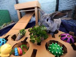If you are doing this by yourself, make sure your arm is firmly wrapped around the bunny. Best Rabbit Toys In 2021