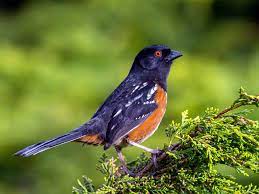 Females are duller and instead of black they are Grays Harbor Birds Spotted Towhee Pipilo Maculatus The Daily World