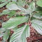 Image result for Afrostyrax