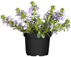 Image result for foto Vějířovka