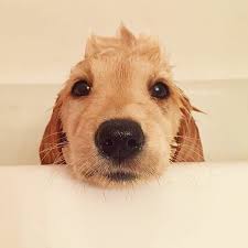 Pin Em Cute Dogs