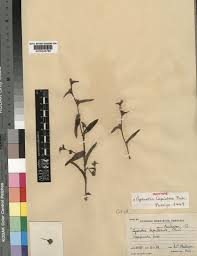 Image result for Cyanotis sp. aff. C. lapidosa