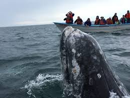 Image result for Warneckea walikalensis