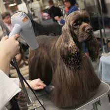 Black And Tan Cocker Spaniel For Sale Los Angeles 6a00d8341c630a53ef0120a8adf7aa970b Pi 295 295 Cocker Spaniel Dog American Cocker Spaniel Black Cocker Spaniel