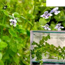 Plants absorb nutrients from the water and prevent algal blooms while providing hiding spaces for fry and fish. Lindernia Rotundifolia Aquascape Live Aquarium Plants Aquatic Plants Aquascape Aquarium Water Plant 6 Stalk Shopee Malaysia