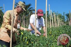 Adapun sektor holtikultura volum ekspornya sebanyak 212 ton dengan nilai ekonomi rp 3,87 miliar. Petani Hst Sukses Kembangkan Hortikultura Antara News Kalimantan Selatan
