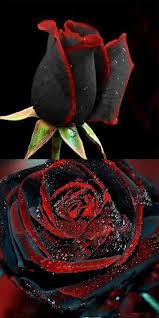 Us 4 49 Free Shipping 100pcs Black Rose Seeds Flower Seeds Bonsai Perennial Rare Flower Special Red E Black Rose Seeds Rose Seeds Beautiful Rose Flowers