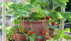 In general, it is best to start fruit trees in pots that are at least 10 to 16 inches in diameter. 13 Best Fruits And Berries You Can Easily Grow In A Container Garden