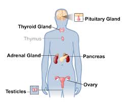 Image result for Endocrine Anatomy