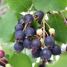 Image result for Amelanchier alnifolia
