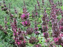 Hummingbird Sage