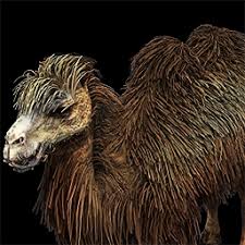 This kind of camel was popular with kings because of their ability to tread many they can withstand any sort of weather, drought, and heights. Bactrian Camel Age Of Empires Series Wiki Fandom