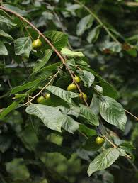 Image result for Turraea floribunda