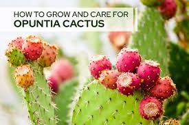 Image result for Opuntia