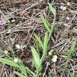 Image result for Polygala sphenoptera