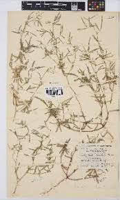 Image result for Indigofera charlieriana